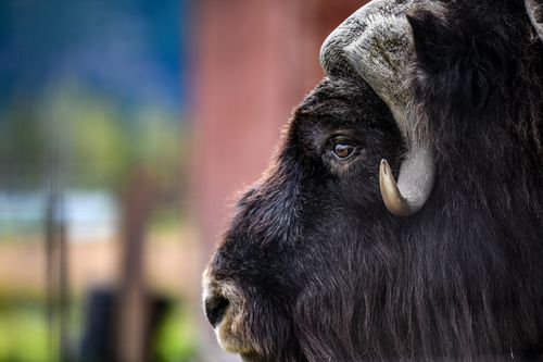 Free Detailed portrait of a wild musk ox in its natural Alaskan habitat, showcasing its majestic presence. Stock Photo