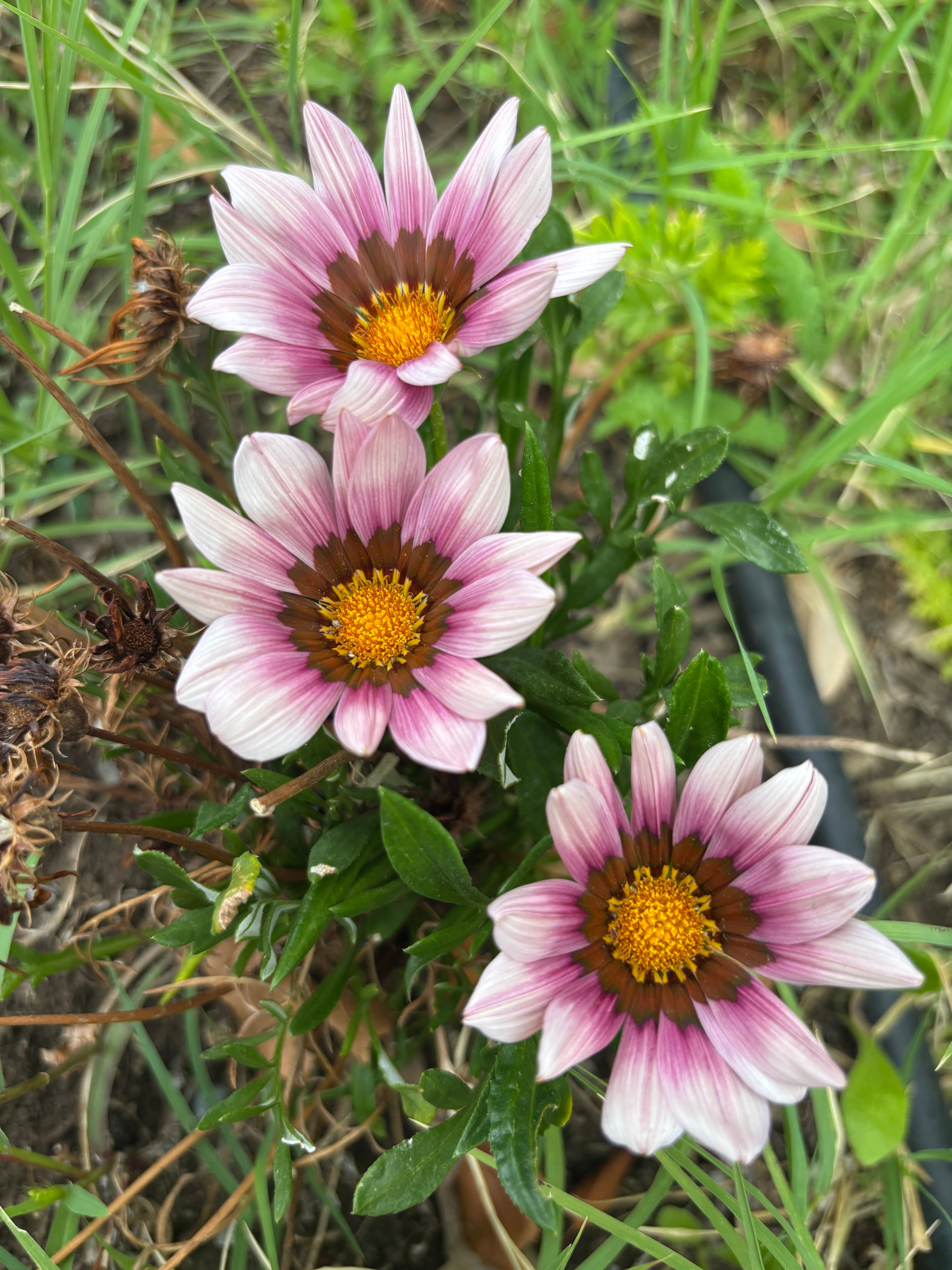 [ColoSach]-close-up-of-vibrant-pink-gazania-flowers-in-full-bloom-outdoors,-showcasing-nature's-beauty.
