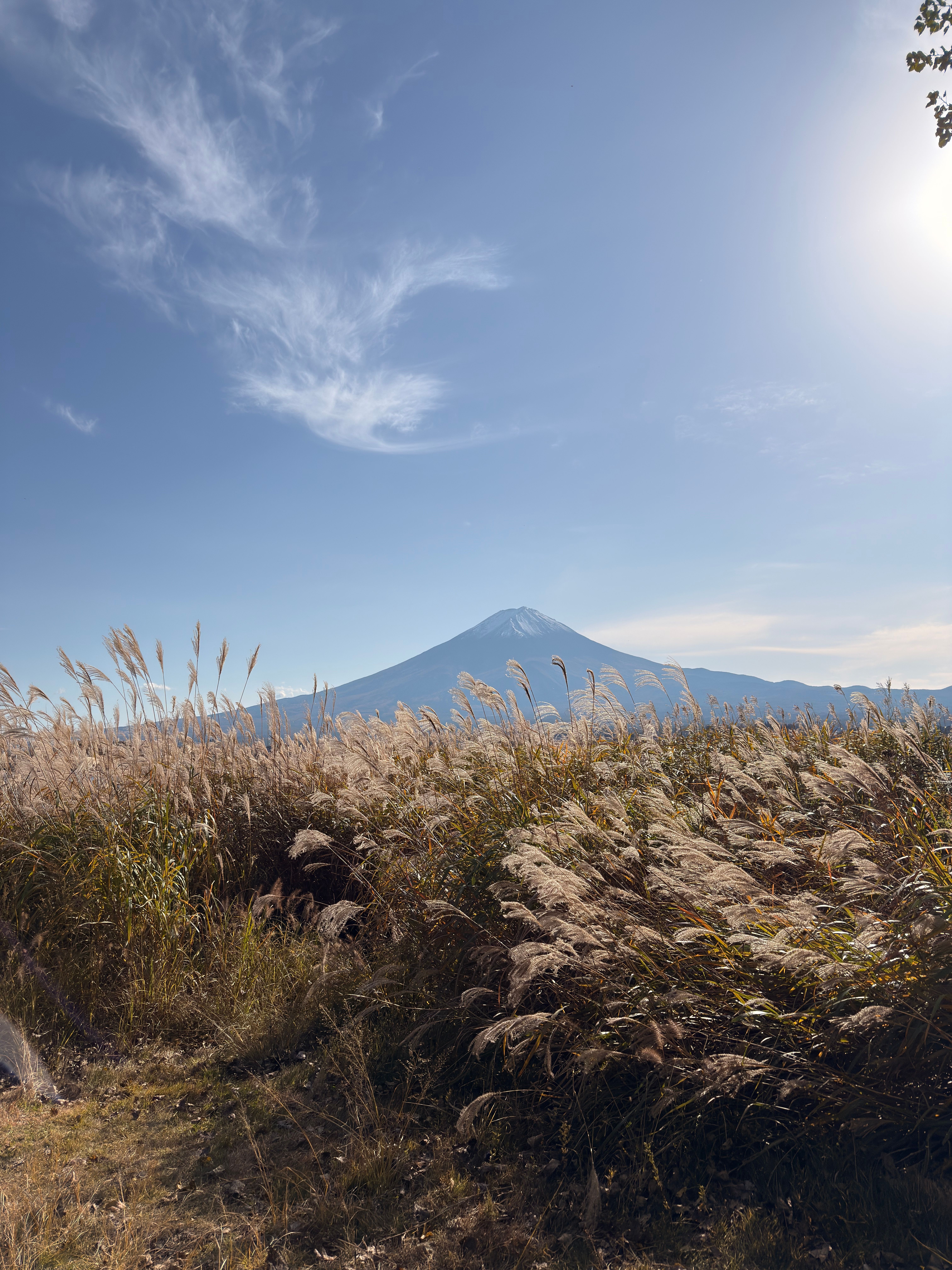 Sengokuhara pampas grass