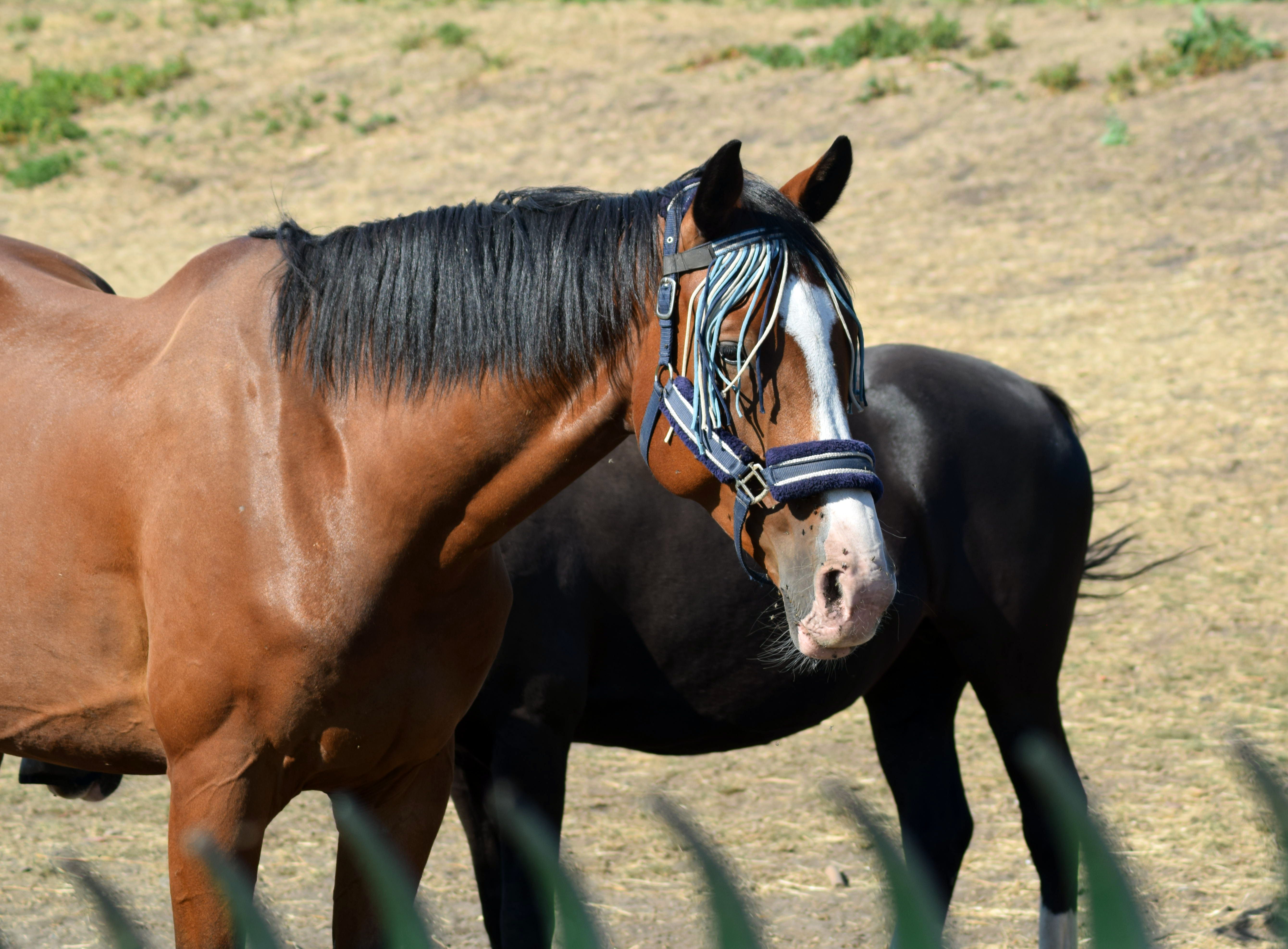 A chestnut horse wearing a fly mask stands in a sunlit pasture, with a black horse in the background.