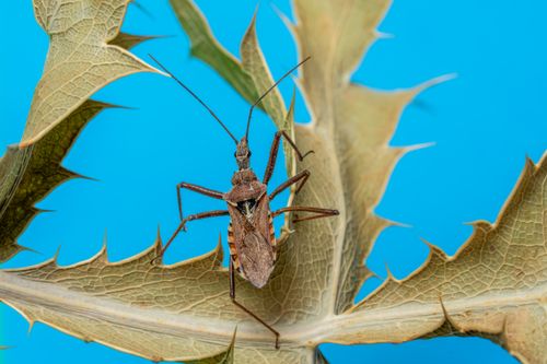 Free Close-up view of a stink bug with long antennae on a leaf against a blue background. Stock Photo