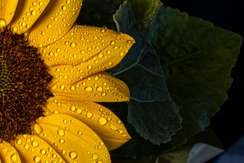 Free Close-up of a sunflower with vibrant petals and water droplets, showcasing nature's beauty. Stock Photo