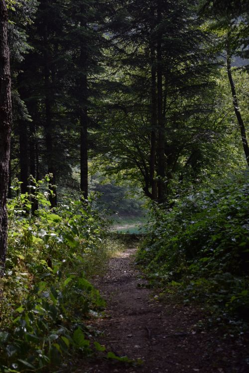 Free A serene forest path surrounded by lush, dense trees creates a peaceful nature scene. Stock Photo