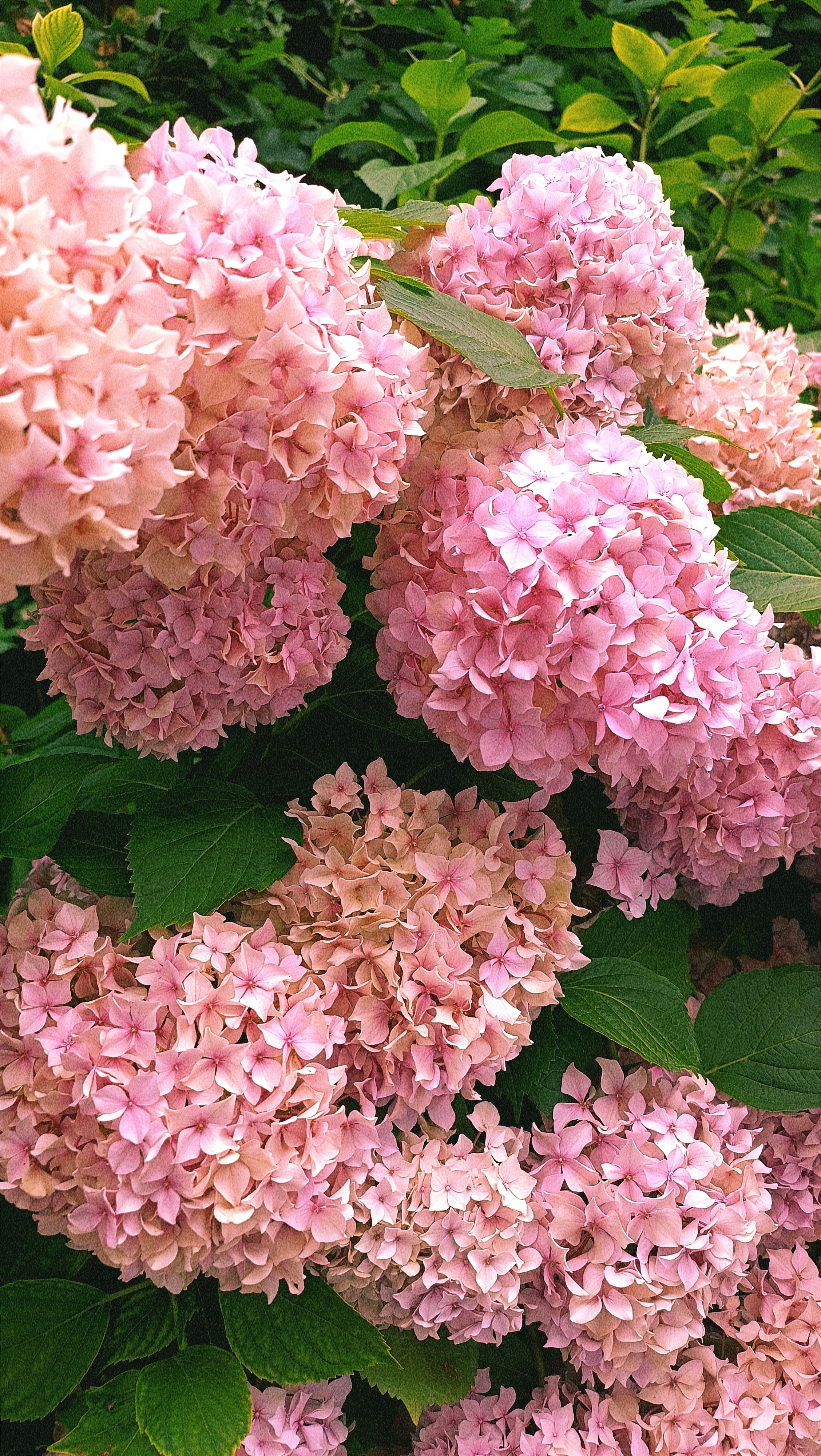 [ColoSach]-a-stunning-cluster-of-pink-hydrangea-flowers-in-full-bloom,-showcasing-nature's-beauty.