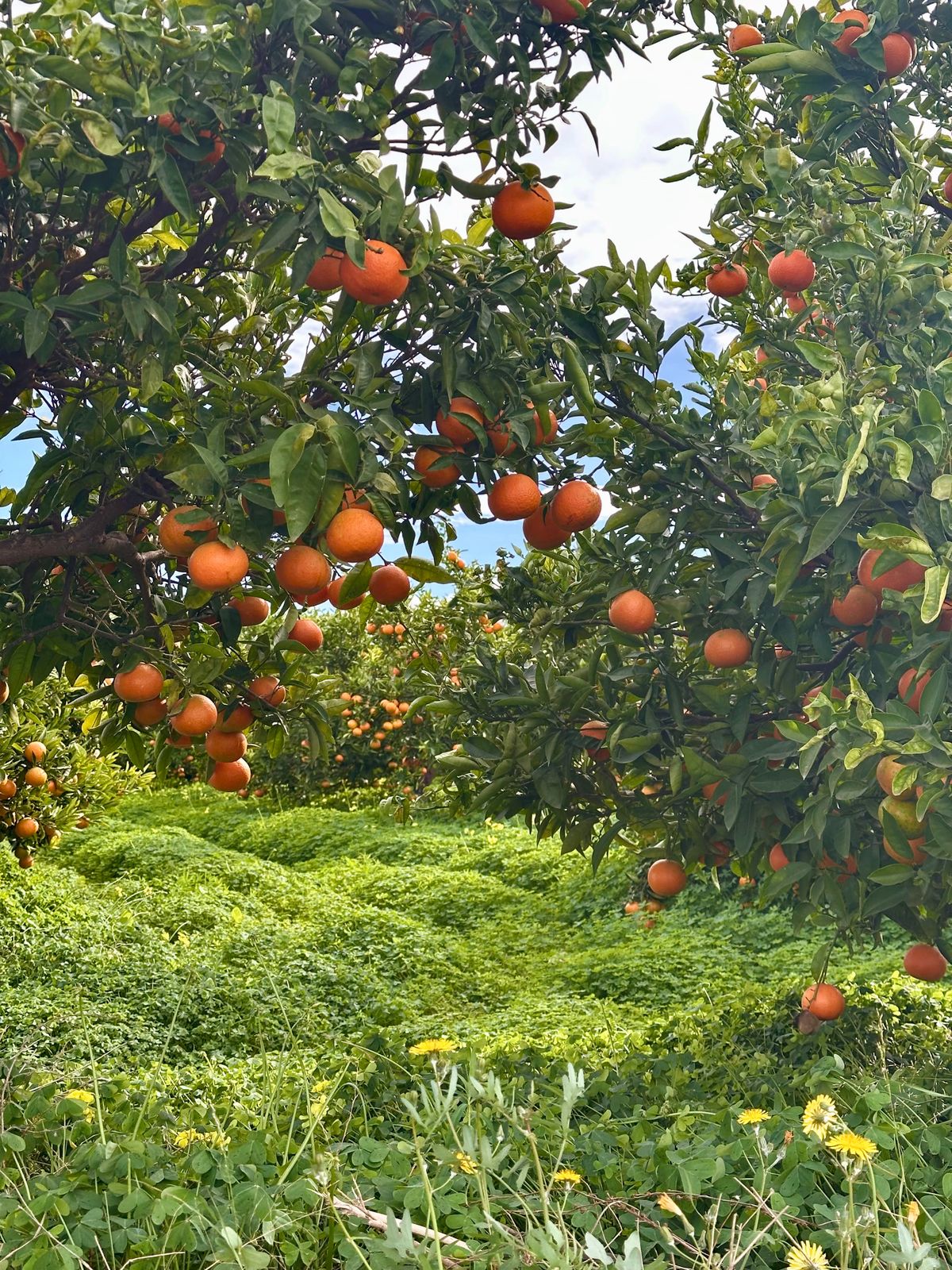 Kinnow oranges ripening on the trees at Sun Gold Oranges in Bhalwal, Sargodha