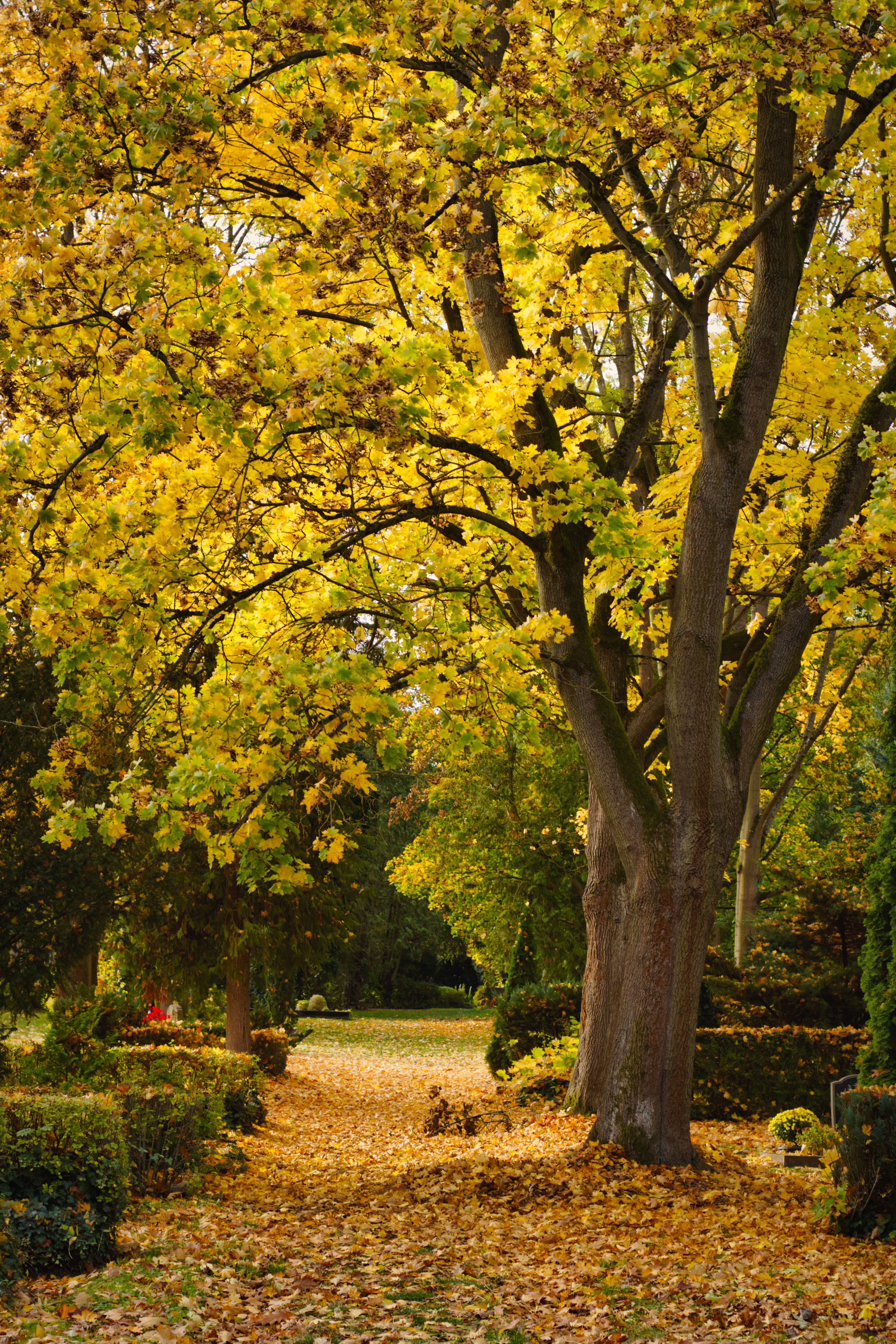 Peaceful autumn scene with yellow foliage and leaf-covered path in Nordhausen, Germany.