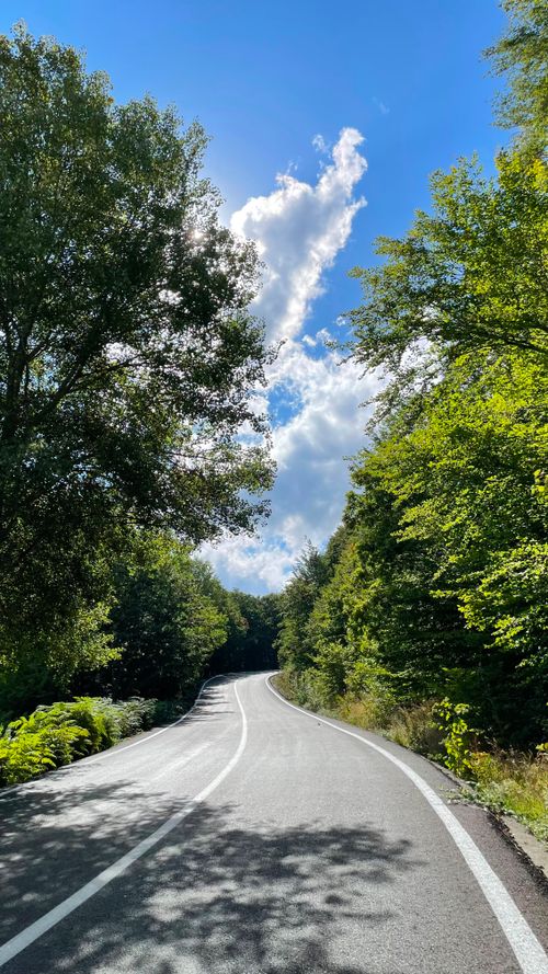 Free Curving road through a vibrant green forest under a clear blue sky on a summer day. Stock Photo