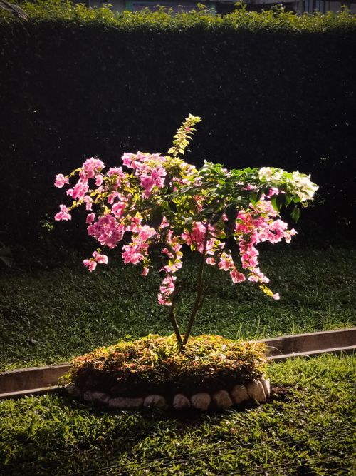 Free A beautiful Bougainvillea shrub with pink blossoms illuminated by sunlight in a garden setting. Stock Photo
