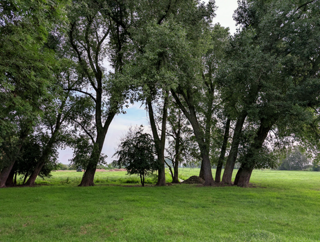 Serene outdoor scene with tall trees and green grass under a cloudy sky.
