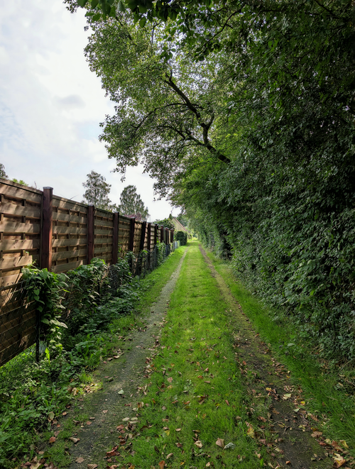 Free Peaceful forest pathway surrounded by lush greenery on a sunny day. Stock Photo