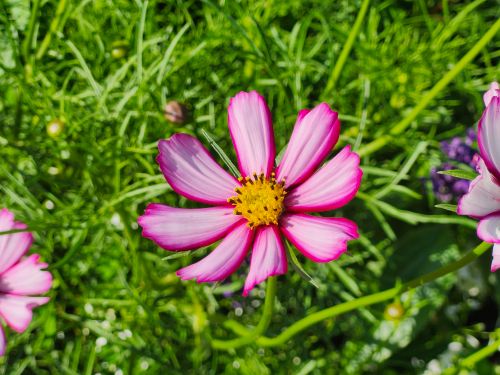 Free A close-up of a pink cosmos flower blooming in a lush Toronto garden on a sunny day. Stock Photo