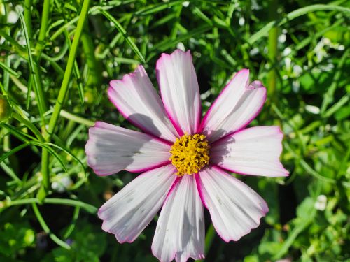 Free Close-up of a vibrant pink cosmos flower with lush green foliage in Toronto. Stock Photo