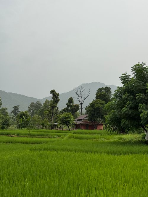 Free Idyllic rural scene with green rice fields, trees, and hills in Devdaha, Lumbini Province, Nepal. Stock Photo