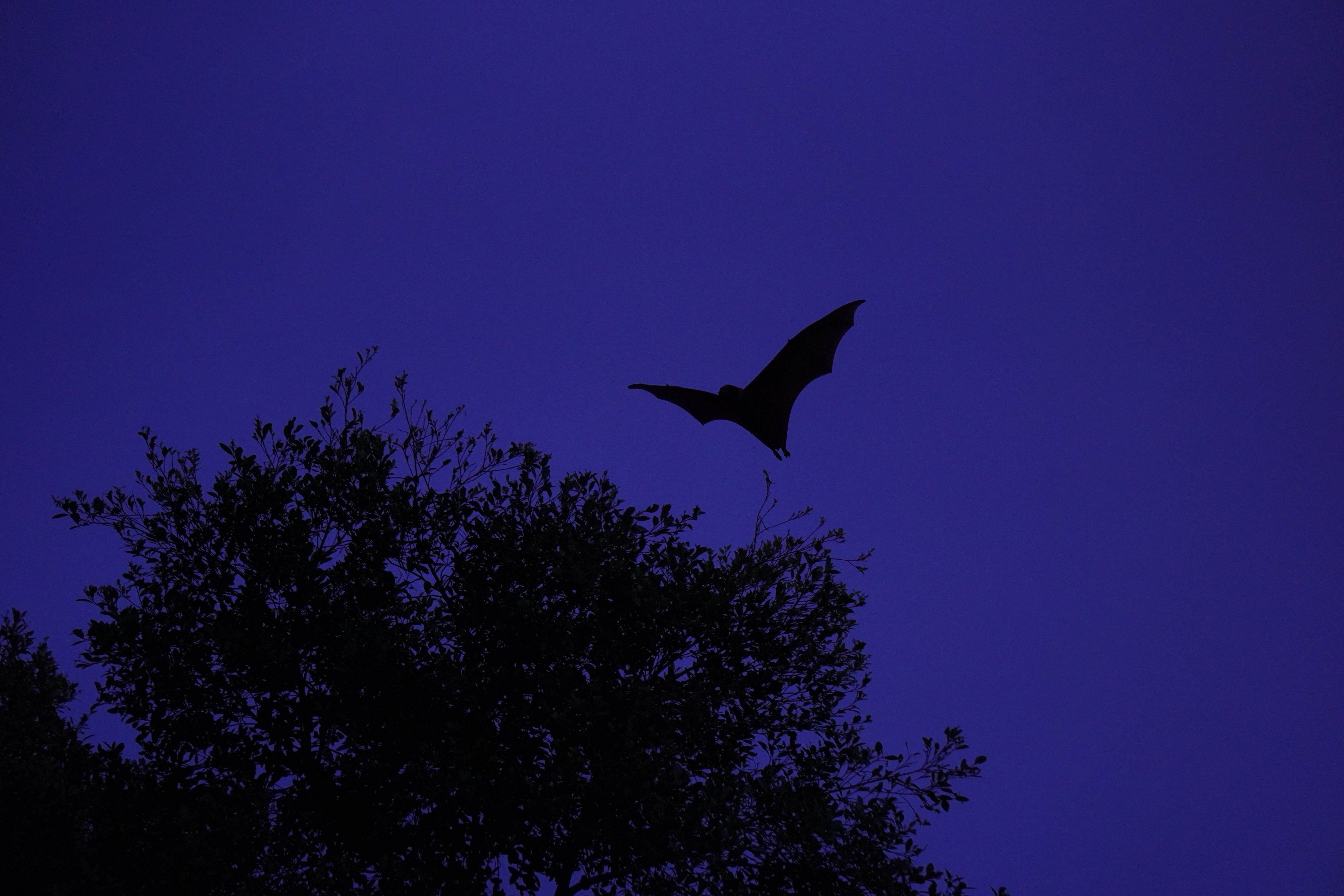 Brown bat in flight through darkness, navigating with echolocation