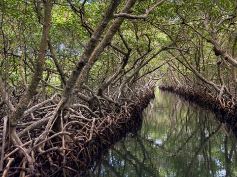 Explore the tranquil beauty of a mangrove tunnel in Roatan, Honduras, with serene reflections.