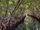 mangroves