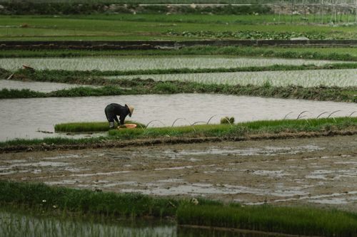 Free A farmer wearing a conical hat tends to rice seedlings in flooded fields in Vietnam under overcast skies. Stock Photo