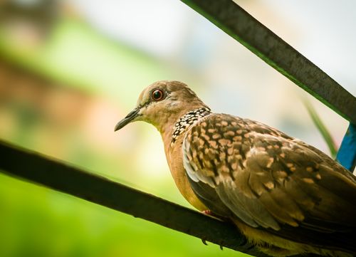 Free Close-up of a Spotted Dove resting on a metal beam in Kolkata, India with soft focus background. Stock Photo
