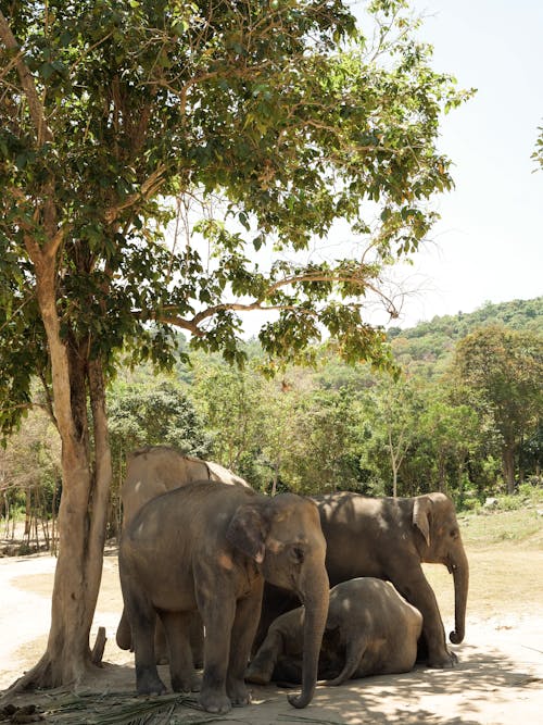 Free stock photo of animals, asian elephant, elephant