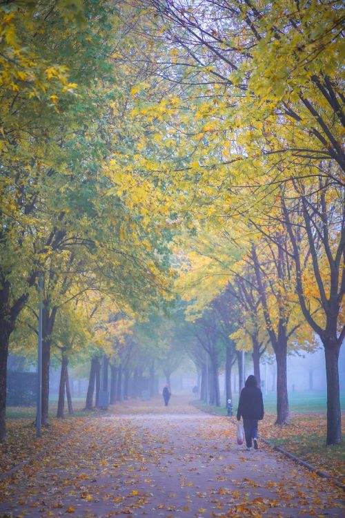 Free A tranquil path lined with autumn leaves, perfect for a peaceful stroll on a foggy day. Stock Photo