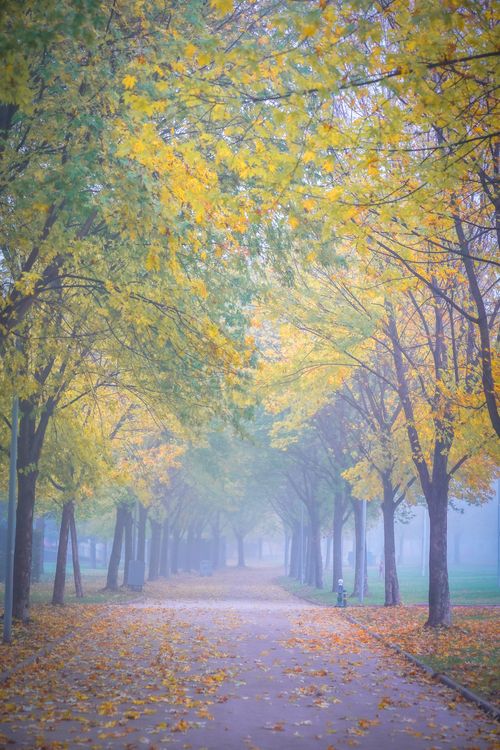 Free A tranquil park pathway covered with golden fall leaves in a foggy autumn setting. Stock Photo