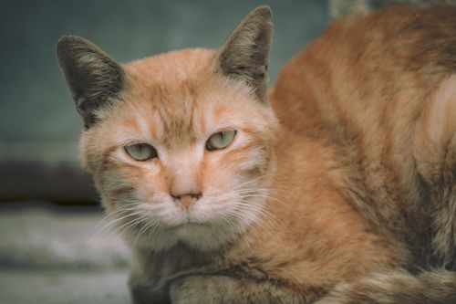 Free Portrait of a ginger domestic cat lying down, showcasing its relaxed demeanor. Stock Photo