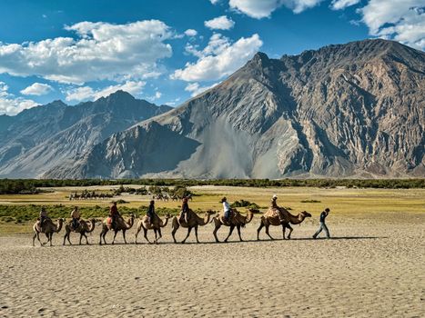 A scenic camel ride in Diskit, Nubra Valley, with stunning mountainous backdrop and clear blue skies.