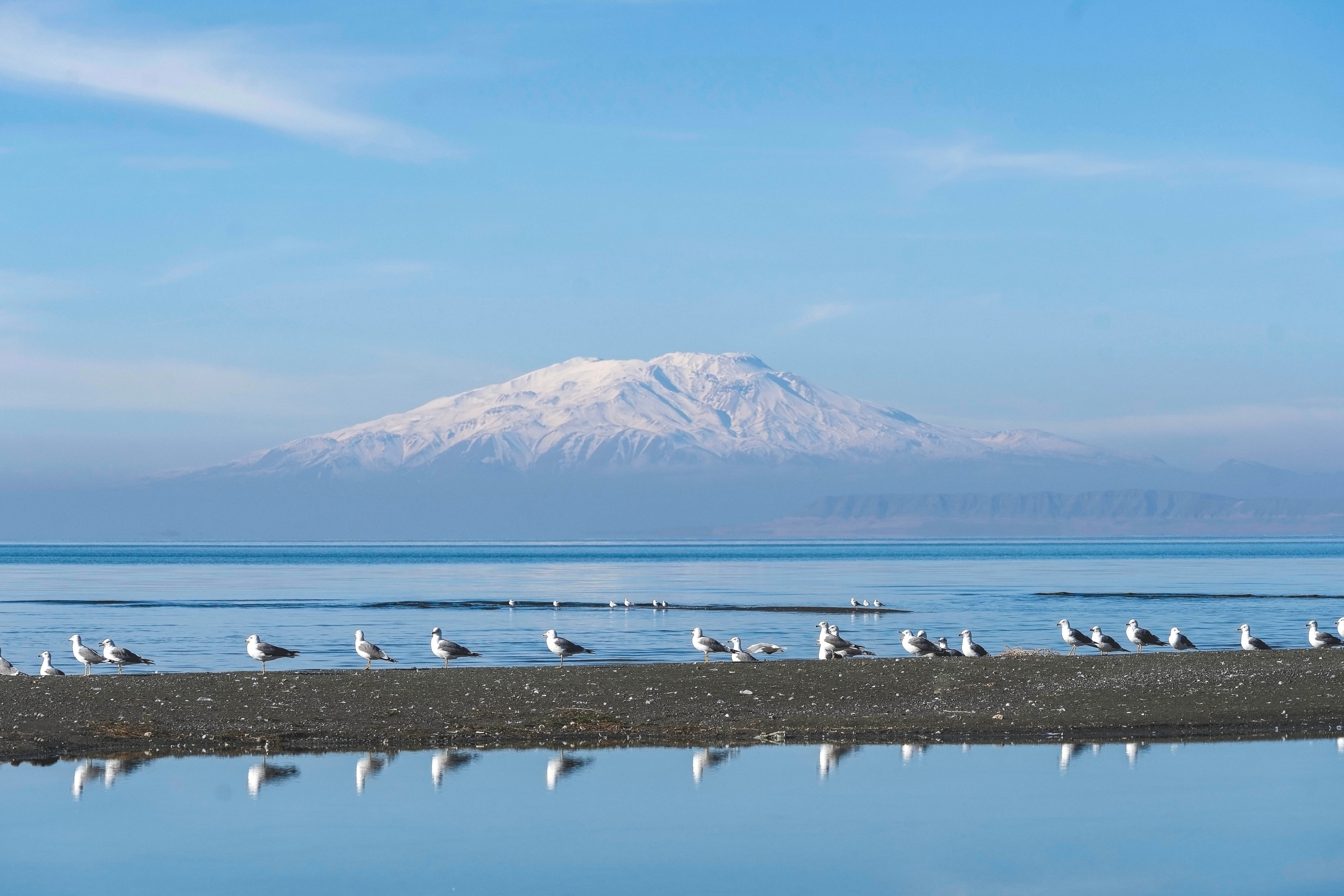 Seagulls rest on a beach with a stunning snowy mountain backdrop under a clear blue sky.