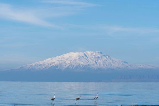 三只火烈鸟在平静的水中嬉戏，背景是雄伟的雪山。 - 相关推荐