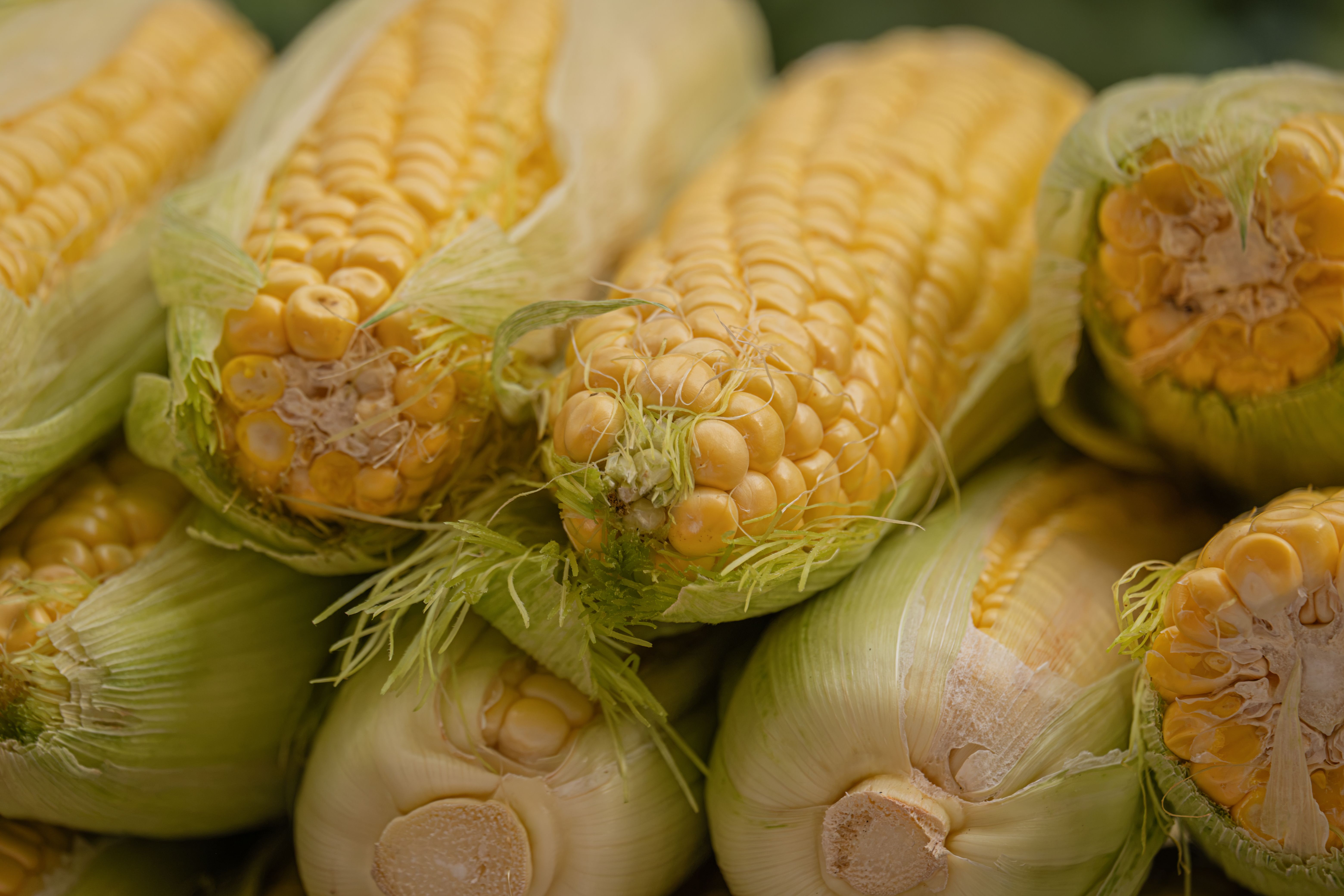corn photograph for this story