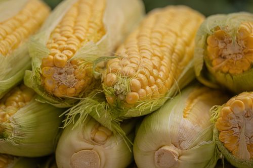 Free Close-up image of fresh sweet corn cobs with husks, ready for harvesting or cooking. Stock Photo