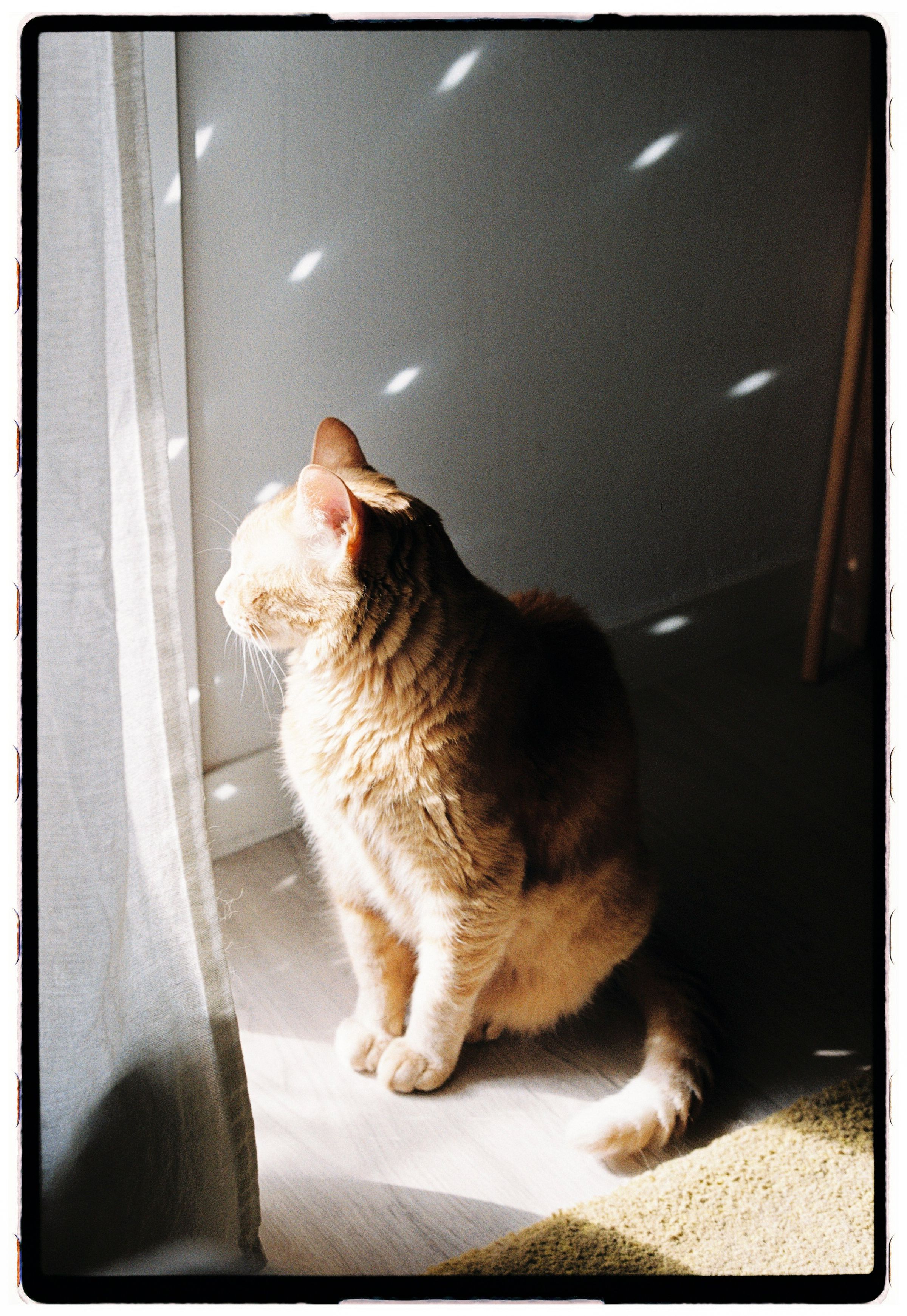 Ginger cat basking in sunlight indoors, creating a cozy atmosphere.
