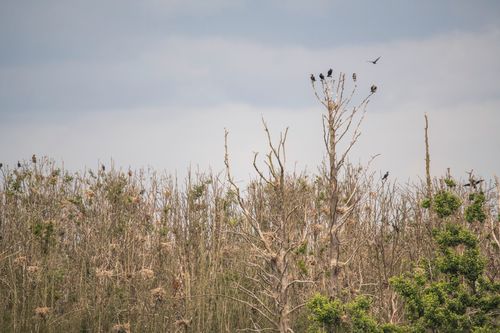 Free Birds on leafless trees under an overcast sky in Hiiu County, Estonia. Stock Photo