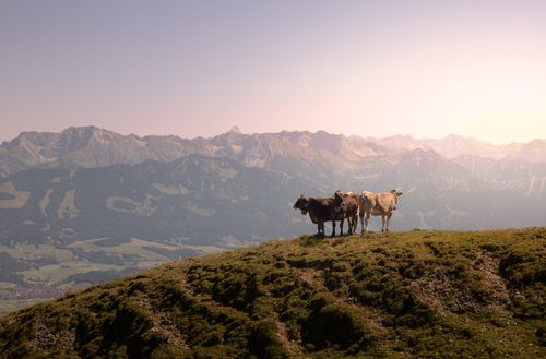 Free Serene view of cows grazing on an alpine meadow with majestic mountain backdrop. Stock Photo