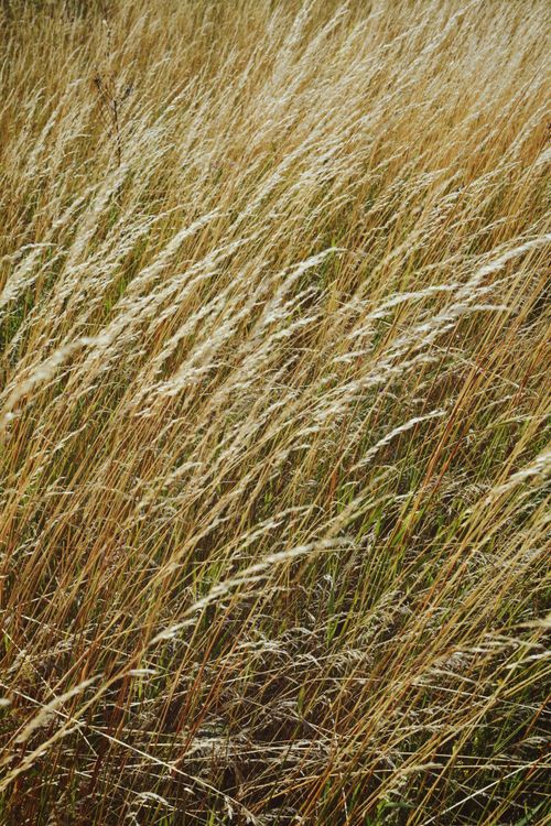 Free Golden brown grasses swaying in the wind creating a natural autumn texture. Stock Photo