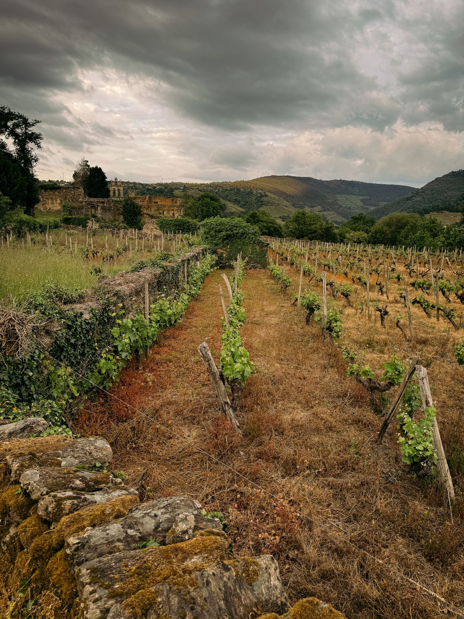 Vega Sicilia and the Finest Wines of Spain