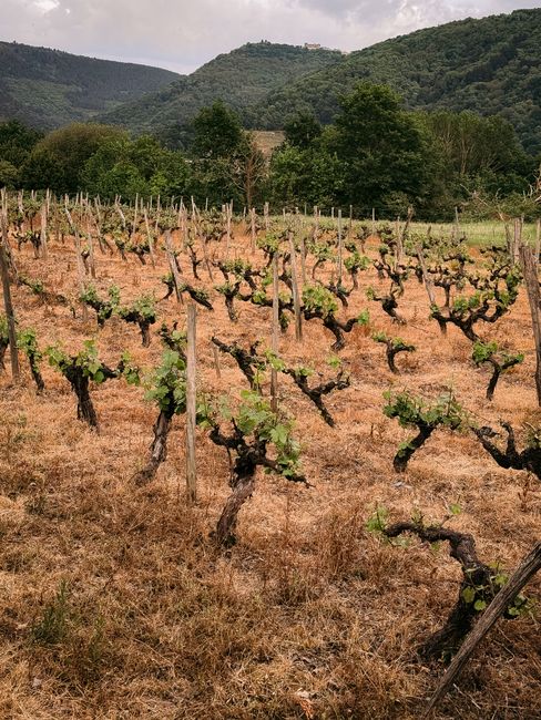 A picturesque view of a rustic vineyard located in Castro Caldelas, Spain.