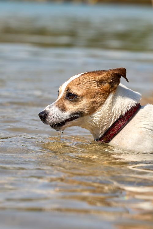 Free A Jack Russell Terrier swims in the clear waters of a Spanish beach, enjoying a sunny day. Stock Photo
