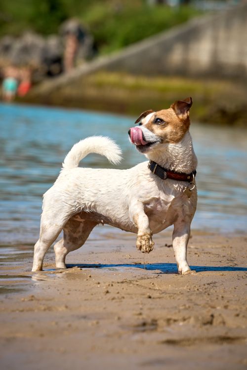 Free Active Jack Russell Terrier enjoys a sunny day at the beach in Principado de Asturias, Spain. Stock Photo
