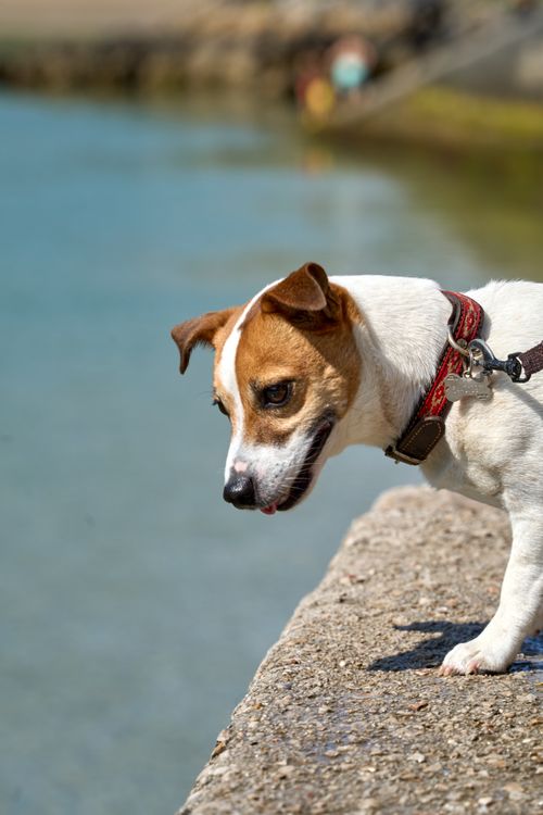 Free Adorable Jack Russell terrier enjoying a sunny day by the sea in Asturias, Spain. Stock Photo