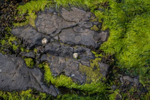 Free Close-up of rugged rock with limpets and green algae in Scotland. Stock Photo