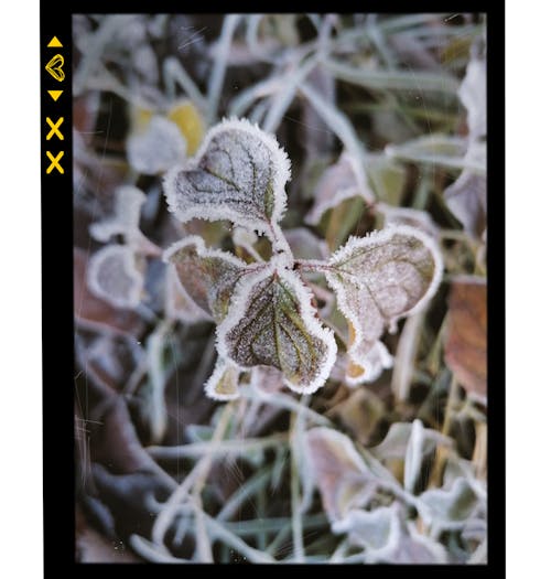 Free stock photo of cold, frost, plant Stock Photo