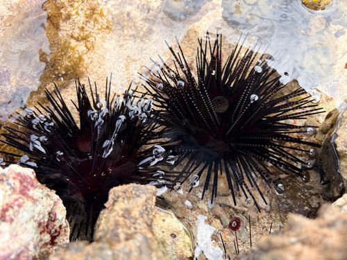 Free Two black sea urchins in a shallow rocky tide pool with clear water. Stock Photo