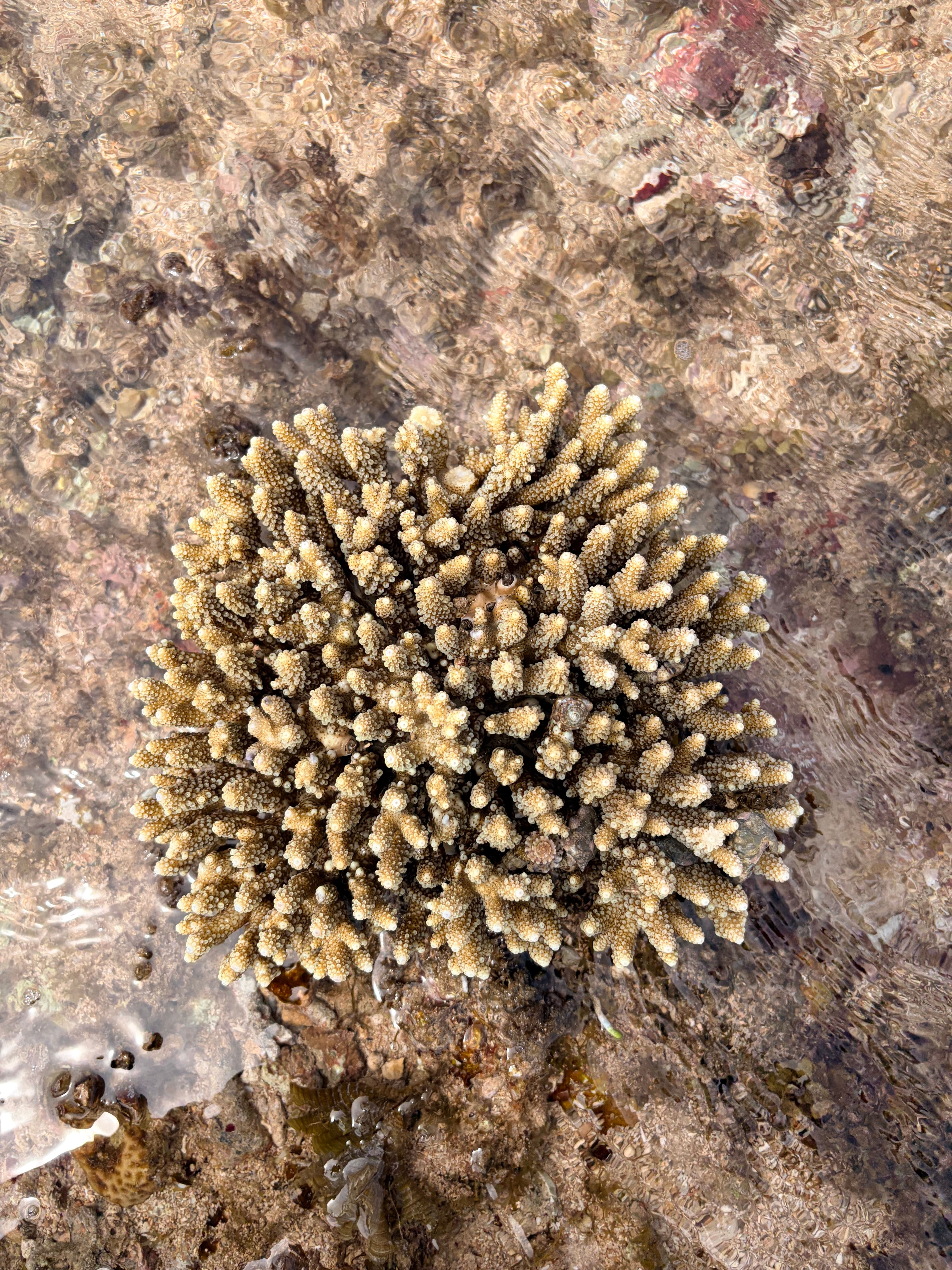 Close-up of an Acropora coral cluster in a tidal reef, showing intricate details and textures.