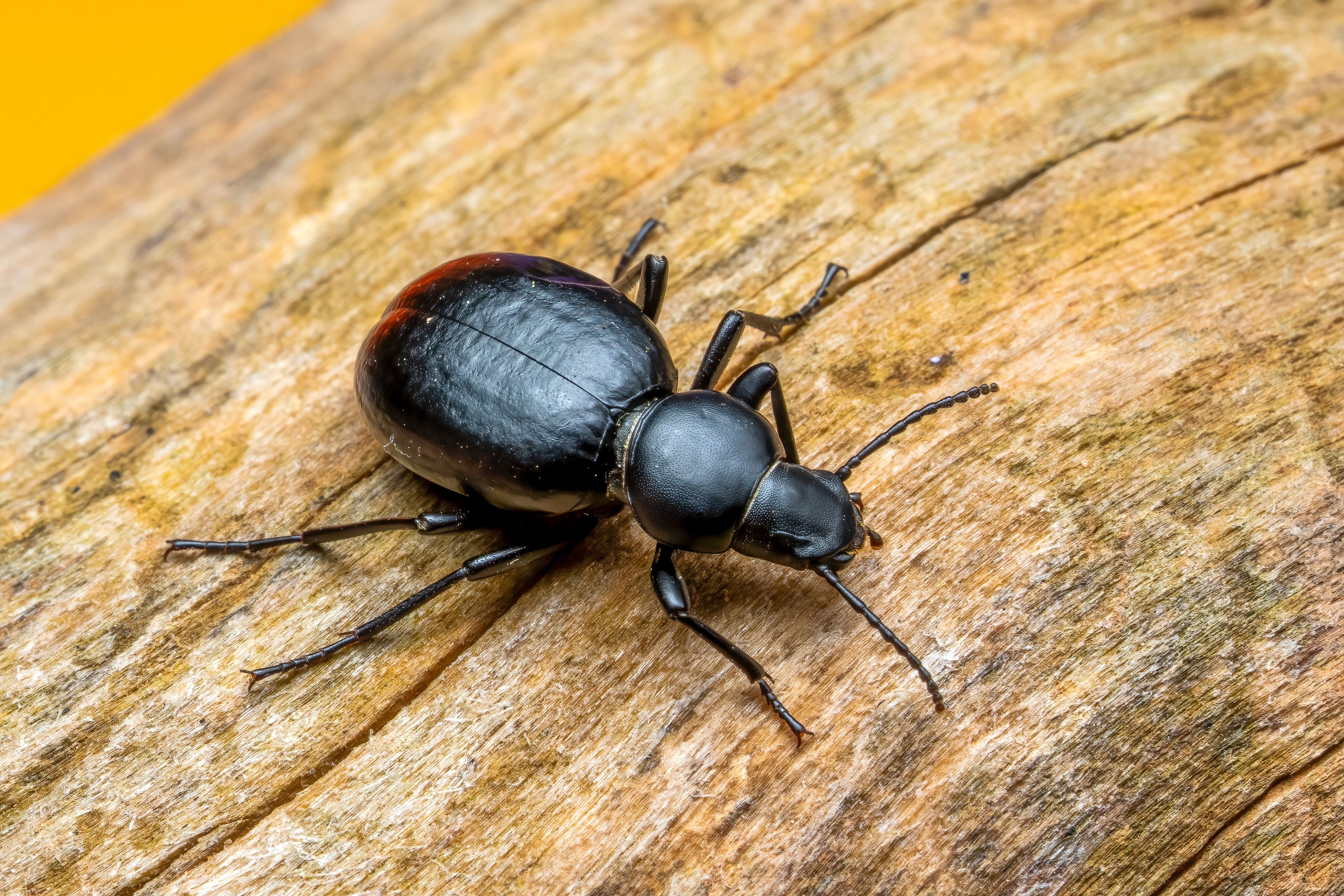 Macro photography of a black beetle on a wooden surface, highlighting details.