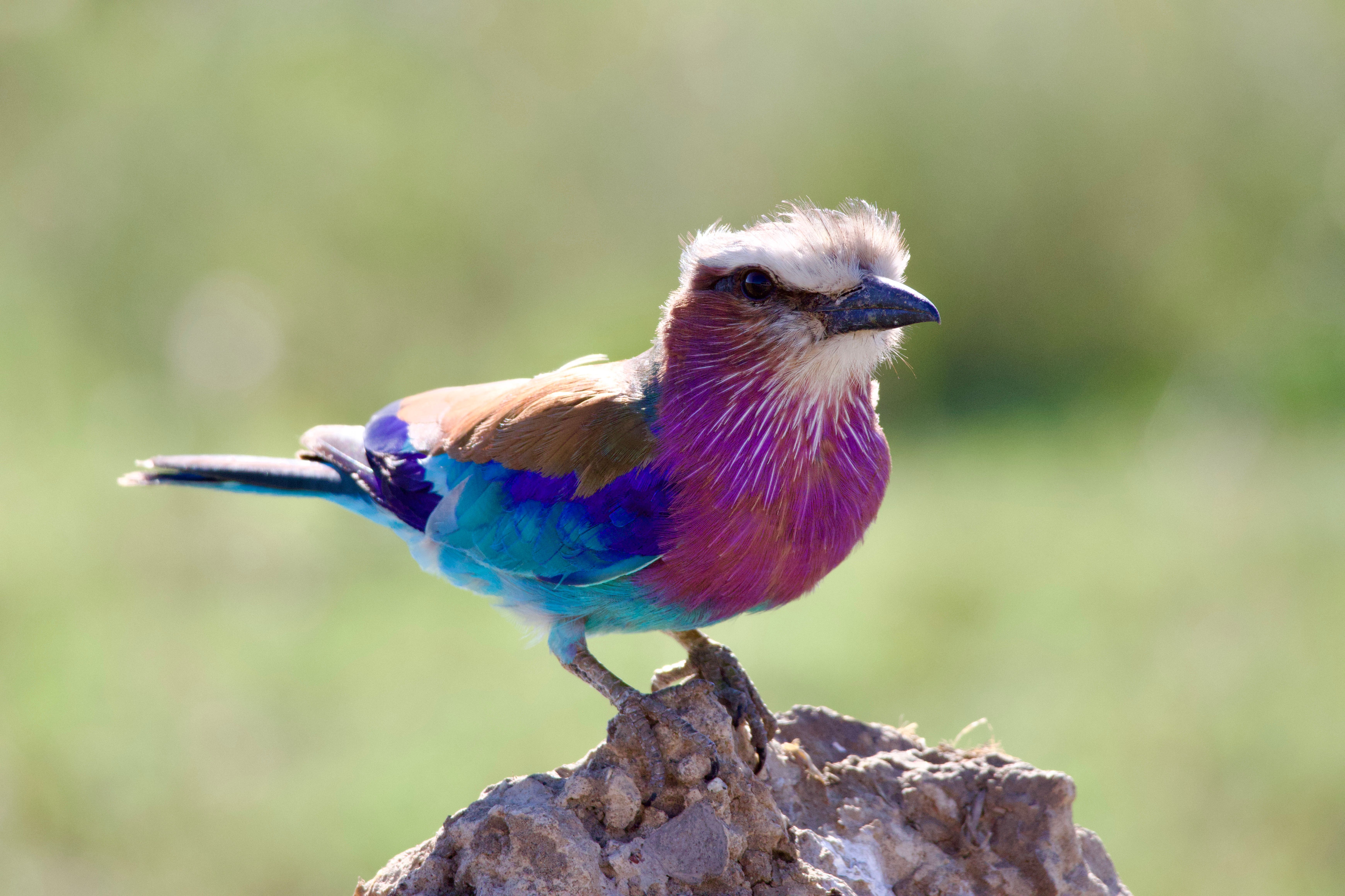 Birdwatching