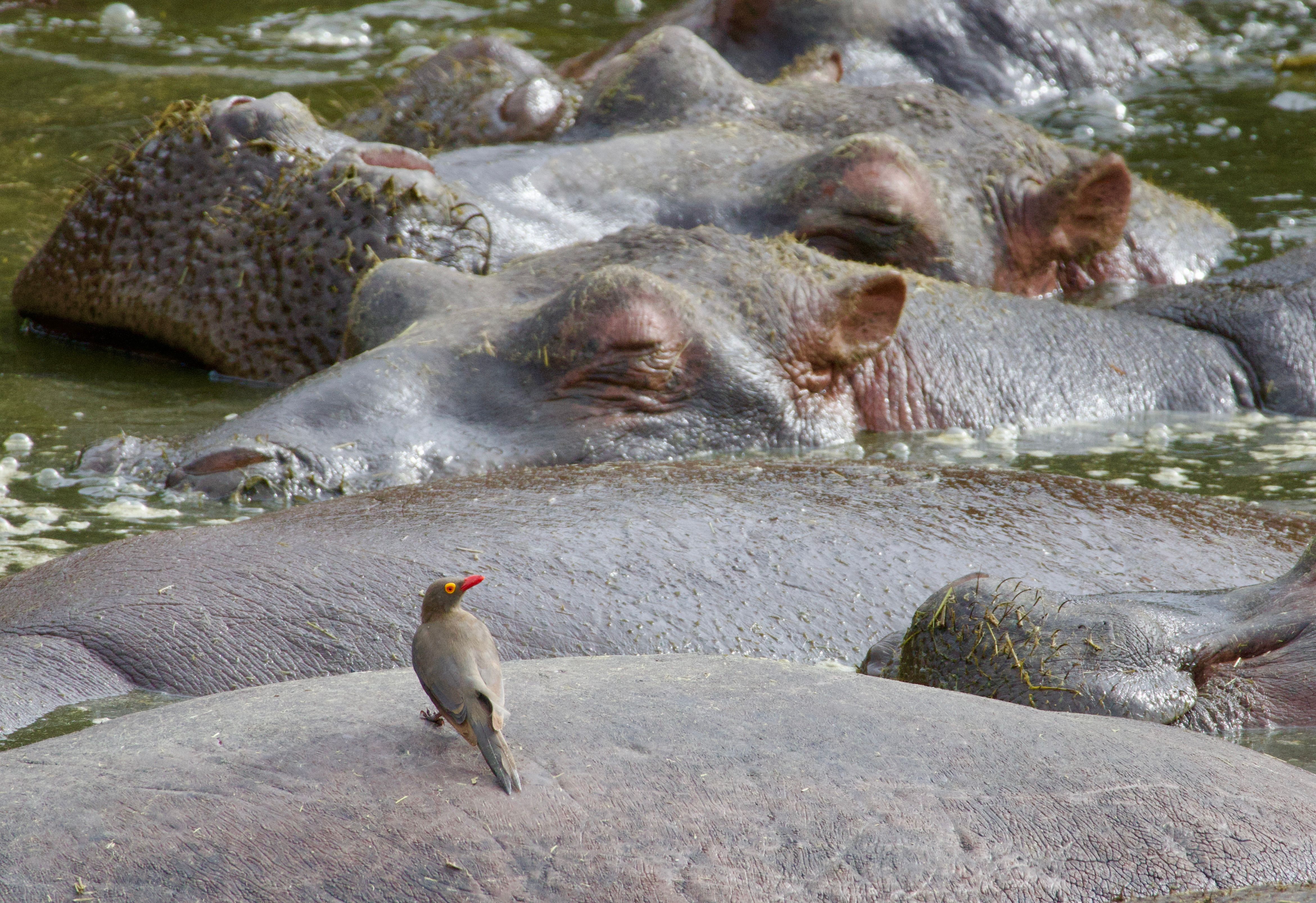 A tranquil scene of hippos resting in a Tanzanian river with an oxpecker on their back.