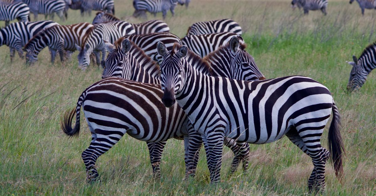 tanzania