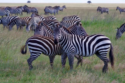 Free A large herd of zebras grazing on the lush savanna grasslands of Tanzania. Stock Photo