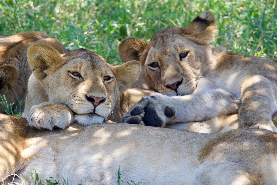 Two lions resting on the grass in the Serengeti, Tanzania, showcasing the beauty of wildlife.